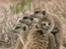Play Meerkat Manor (Season 1) - Owl Watching