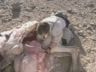 Play Man vs. Wild                                                                - Bear Meets Camel