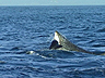 Play Killer Clips  - Great White Attacks  Seal