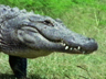 Animal Face-Off                                                             - Alligator vs. Black Bear