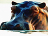 Animal Face-Off - Hippo vs. Bull Shark