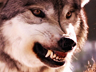 Animal Face-Off                                                             - Wolf vs. Cougar