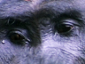 Animal Face-Off                                                             - Gorilla vs. Leopard