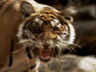 Animal Face-Off - Lion vs. Tiger