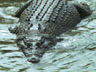 Animal Face-Off - Crocodile vs. Great White Shark