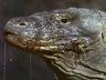 Play Jaws and Claws                                                              - Komodo