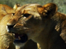 Play Jaws and Claws                                                              - Lion Fighting