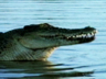 Play Jaws and Claws                                                              - Croc Hunt