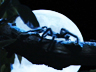 Play Jaws and Claws                                                              - Tarantulas