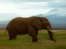 Play Jaws and Claws 2                                                            - Elephant Surge