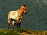 Play Jaws and Claws 2                                                            - Wild Horses