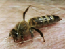 Play Jaws and Claws 2                                                            - Killer Bees