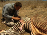 Play Man vs. Wild                                                                - Zebra