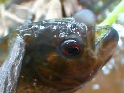 Man vs. Wild - Ecuador Fishing Piranha