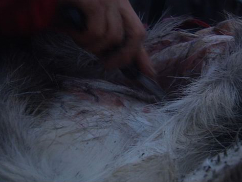 Man vs. Wild                - Scotland Skinning Deer