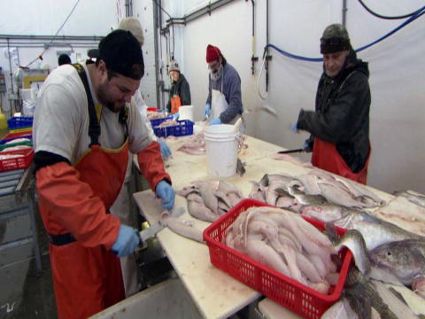 Fillitering på høygir