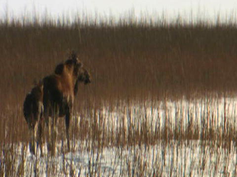 Flying Wild Alaska: Älgspår