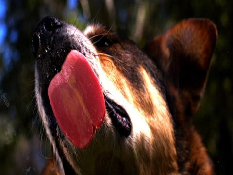 Curiosity: Hundeånde