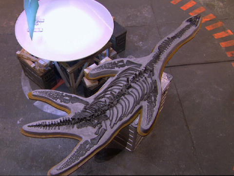 Dealers: Ovanlig dinosauriefossil