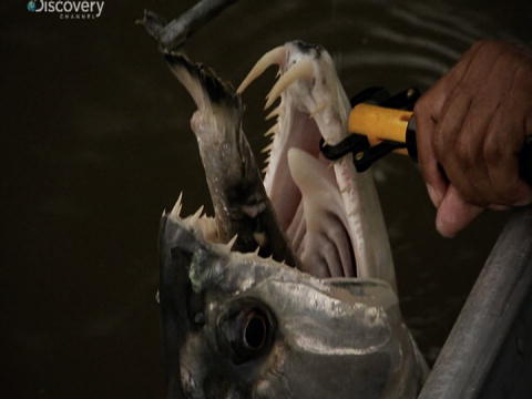 River Monsters: De mest Bizarre: Kvælnings-fare