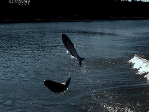 River Monsters: De mest Bizarre: Flyvende fisk