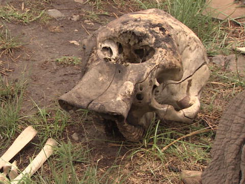World's Toughest Expeditions: Død elefant