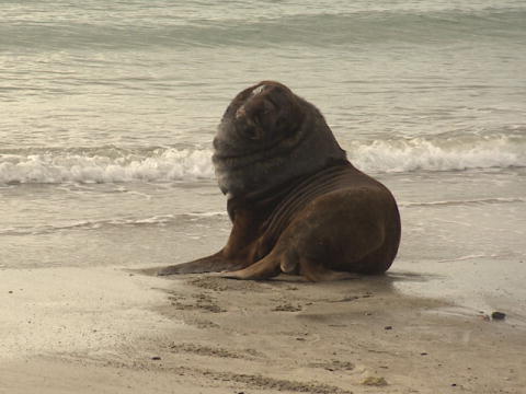 World's Toughest Expeditions: Strand-kammerat