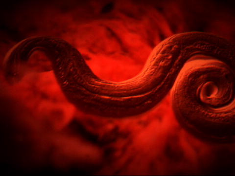 Monsters Inside Me: Rotte-lungeorm