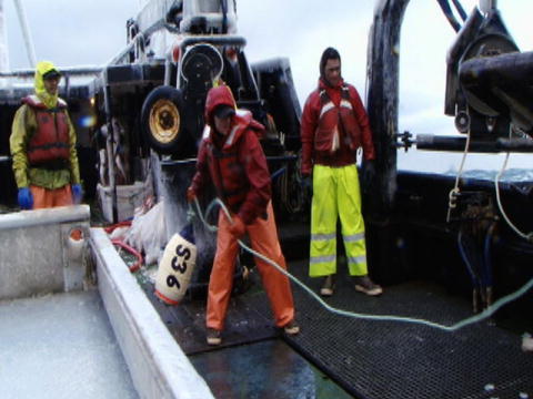 Livsfarlig fangst: Grønskollingsforfremmelse
