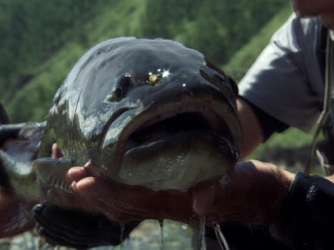 River Monsters: Kampen mot Taimen