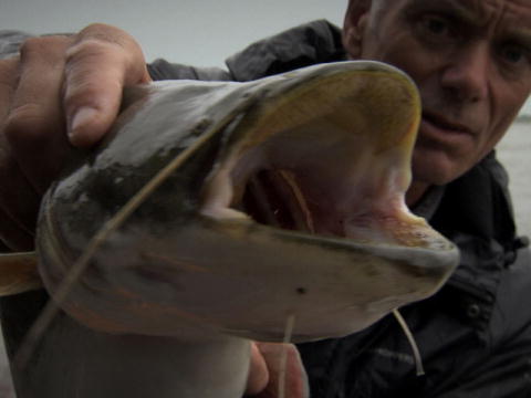 River Monsters: Amurmonstret