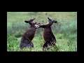 Weird True and Freaky: Kangaroo Rampage