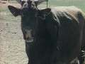 Weird True & Freaky: Six Legged Cow