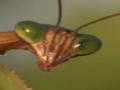 Nature's Perfect Predators