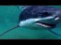 Blood in the Water: Bloody Ocean Swim