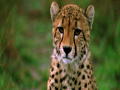 Nature's Perfect Predators