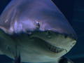 Day of the Shark 2: Humans not on the Menu