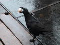 Deadliest Catch: Good Luck or Bad Luck?