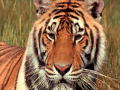 Nature's Perfect Predators