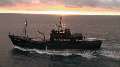 Whale Wars: Should I Stay or Should I Go?