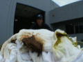 Dirty Jobs