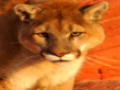Nature's Perfect Predators