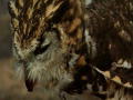 Nature's Perfect Predators