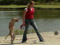 Weird True & Freaky: Faith: Two Legged Dog