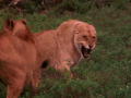 Nature's Perfect Predators