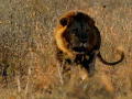 Weird True and Freaky: Lion Saviour