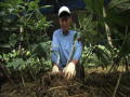 Culinary Asia: Growing Ginseng