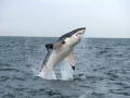 Great White Appetite: Decoy Leap