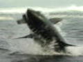 Air Jaws: Sharks of South Africa
