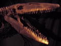 Mega Beasts